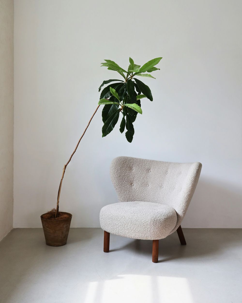 A white armchair and a potted plant in a bright, quiet room